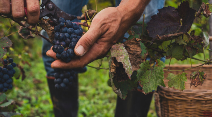 Wet season doesn’t affect grape yield, but still poses challenges for winegrowers. PHOTO/STOCK ADOBE.COM