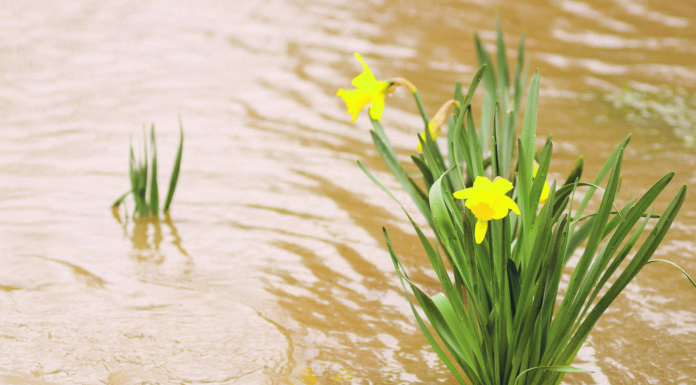 Growers are reporting significantly lower numbers of daffodils then usual, due to ongoing wet weather.  PHOTO/STOCK.ADOBE.COM