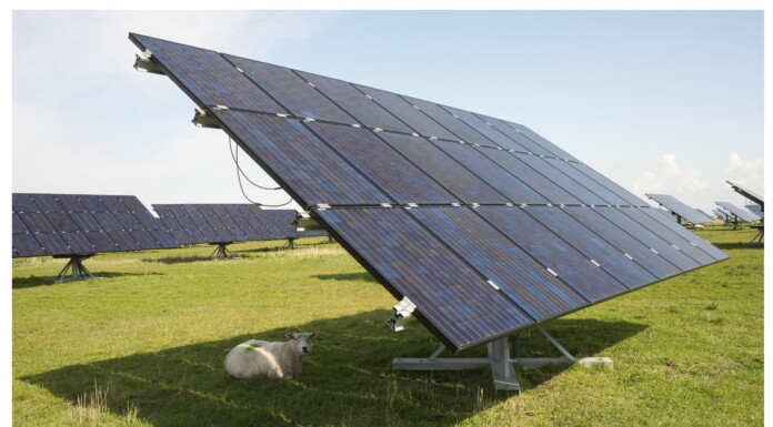 Roger the sheep will soon be able to take shelter under Wairarapa’s first approved solar farm.  PHOTO/GETTY IMAGES