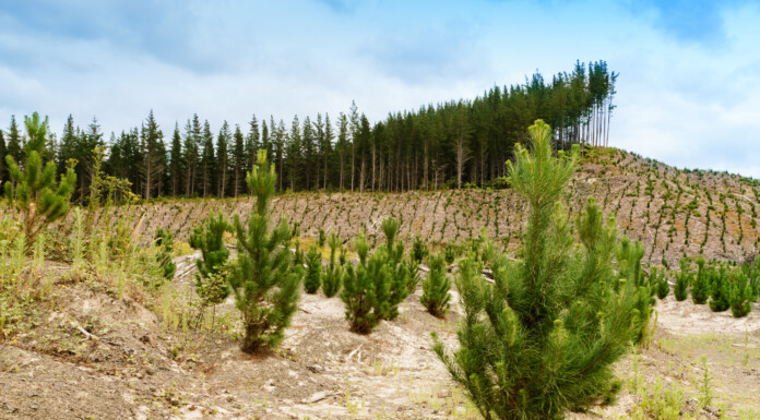 The 256ha Cannock Rd property reportedly has 20 per cent of its land already planted in trees. PHOTO/STOCK.ADOBE.COM