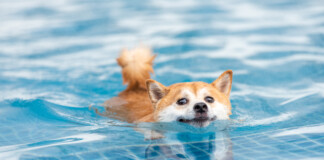 No appetite for hot dogs in summer Local vets are urging dog owners to stay vigilant with dog’s overheating this summer. PHOTO/GETTY IMAGES