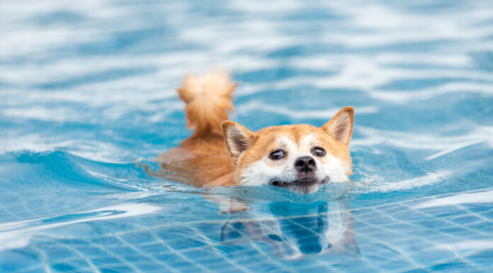 Local vets are urging dog owners to stay vigilant with dog’s overheating this summer.  PHOTO/GETTY IMAGES