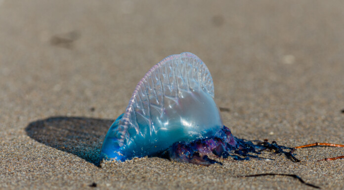 Increased numbers of bluebottle jellyfish are being reported up north, but haven’t yet hit the region’s water. PHOTO/STOCK.ADOBE.COM