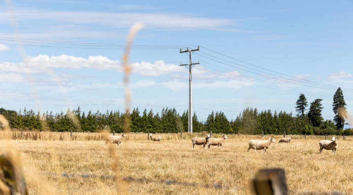 Drought-like conditions in Wairarapa present a big challenge for farmers and a serious fire risk for us all.  PHOTO/FILE