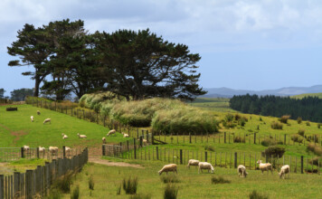 Excellent returns for pruned logs Unloved Macrocarpa trees are currently in hot demand in China PHOTO/STOCK.ADOBE.COM